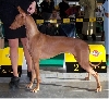 Afina