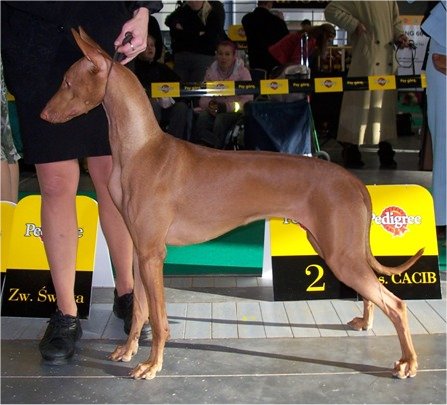 Afina