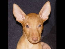Dessi 7 weeks