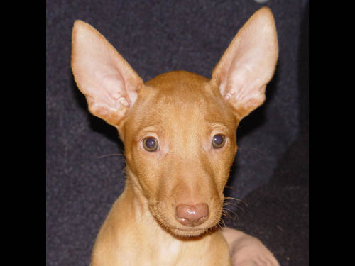 Dessi 7 weeks