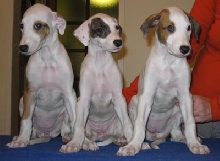 greypups