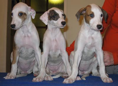 greypups