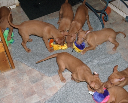 Playing