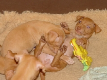 pups 5 weeks 2