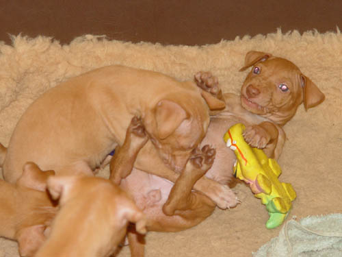 pups 5 weeks 2