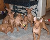 Pups