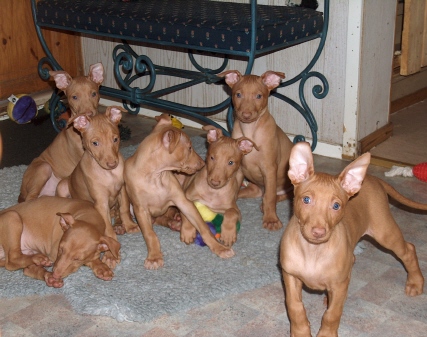 Pups