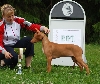 Oliver BIS puppy