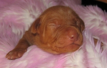 Oliver