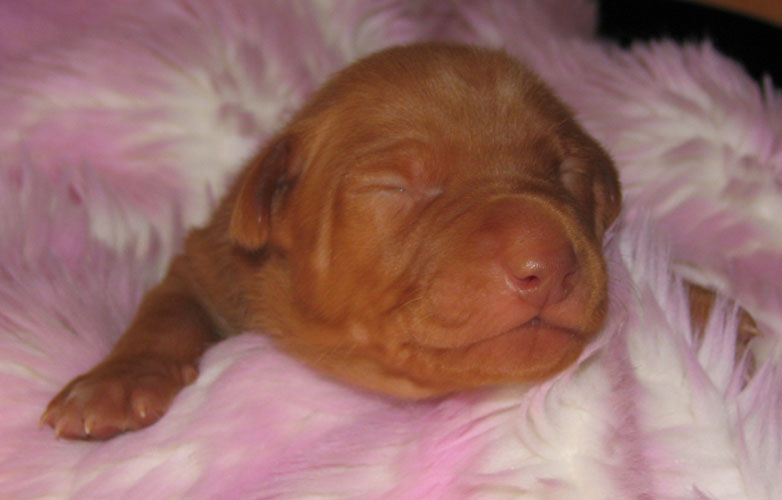 Oliver