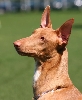 Remo 9 months old
