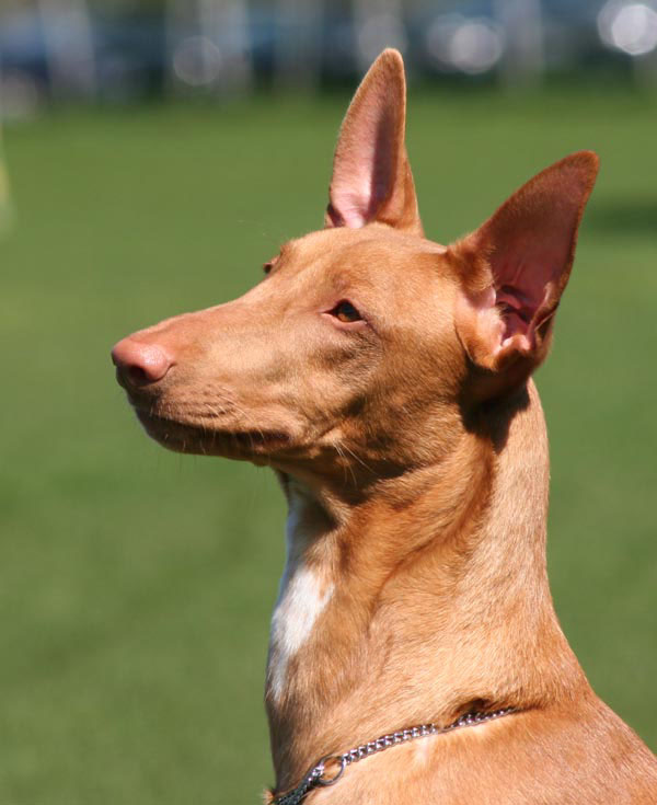 Remo 9 months old