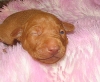 Romeo