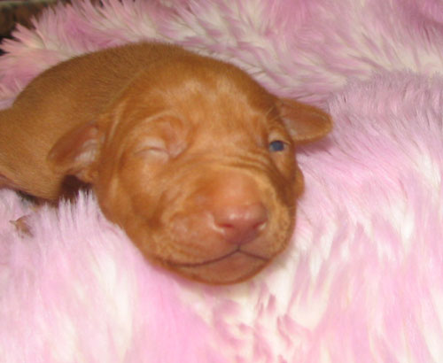 Romeo