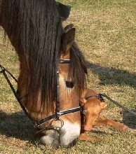 Siri & horse