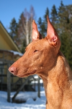 Skorpan