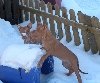 snow
