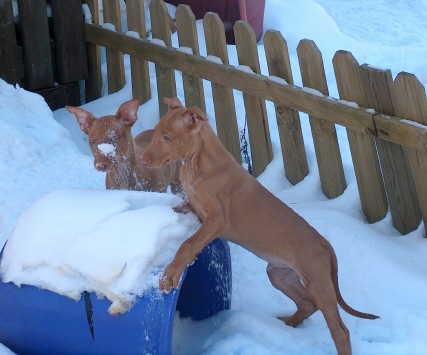 snow