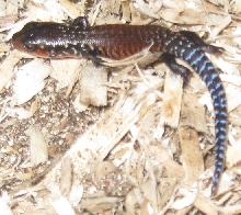 Baby Fire Skink, 4 days old