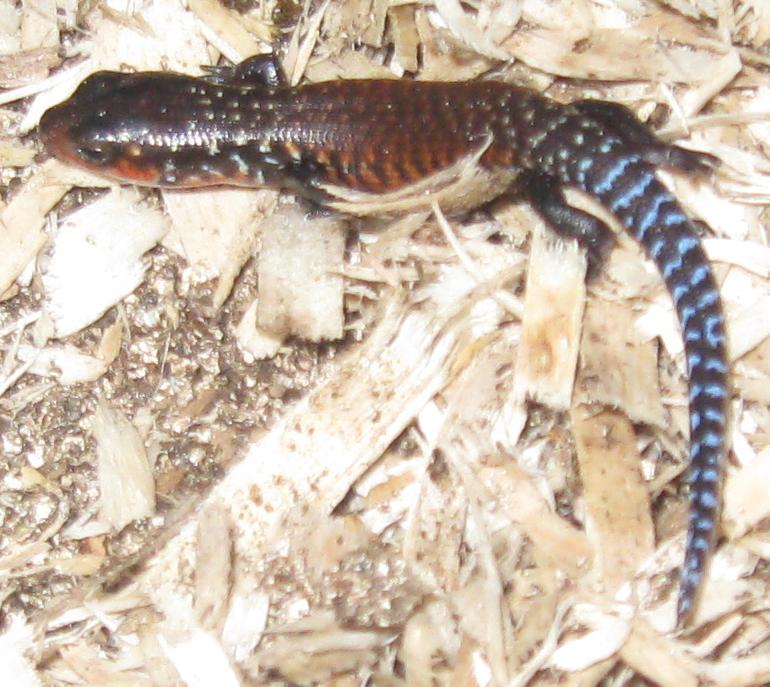 Baby Fire Skink, 4 days old