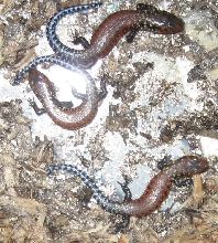 FireSkink babies, 1 month old