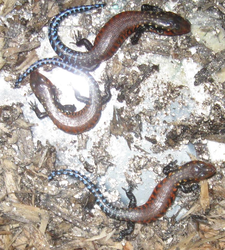 FireSkink babies, 1 month old