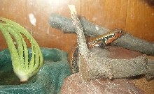 Jerry Fire Skink in his new home