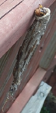 What is this???