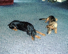Tucker and Duke