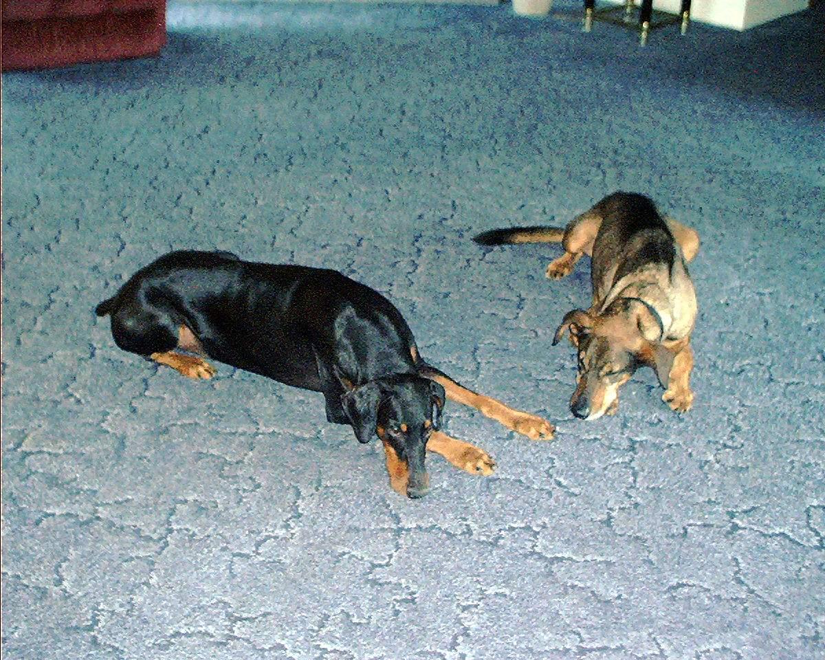 Tucker and Duke