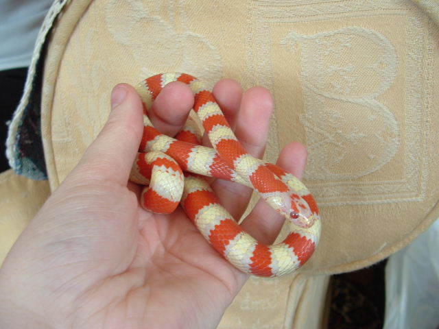 Albino ruthvens