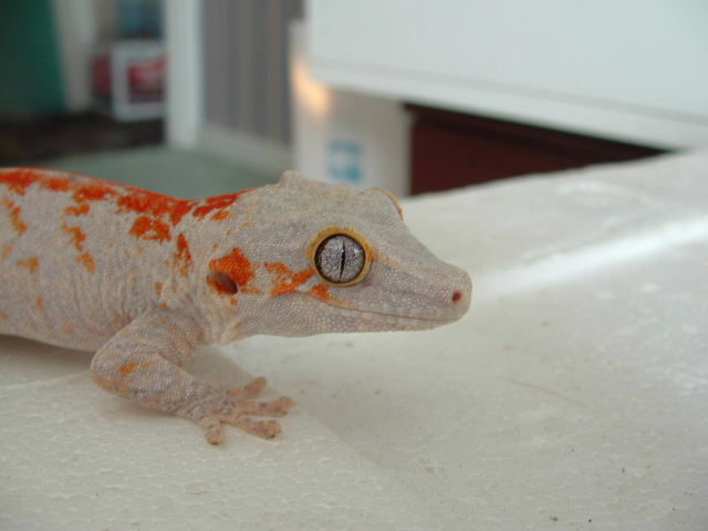jasper