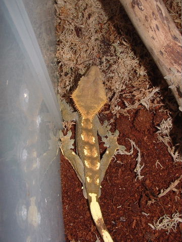 Mandrake