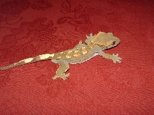 Mandrake