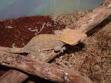 Maple