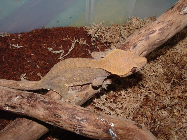 Maple