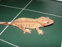 Peanut