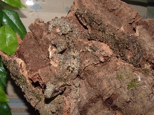 Uroplatus pitschmanni