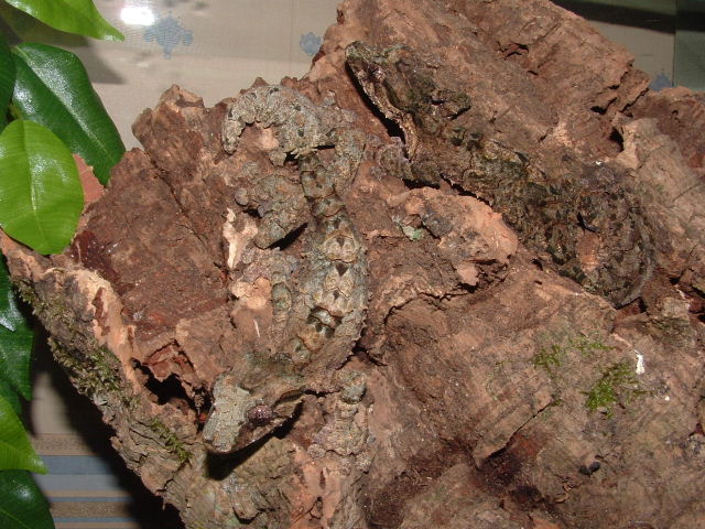 Uroplatus pitschmanni