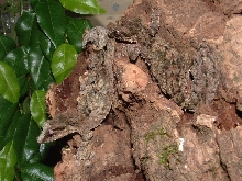 Uroplatus pitschmanni