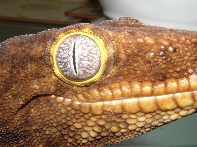 leachie eye