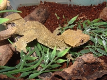 rosemary