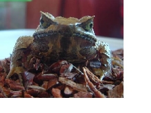 malayan leaf frog