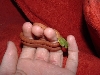 boiga cyanea
