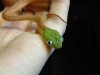 boiga cyanea