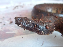 Viper boa