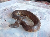 Viper boa