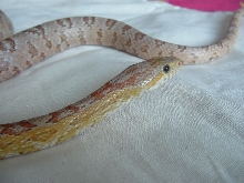 Pastel ghost