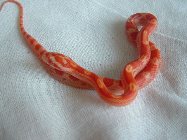 Creamsicle motley