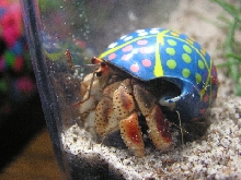 My 3-Eyed Hermit Crab